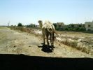 Mosul Camel11.JPG