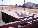 Mosul Camel14.JPG