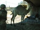 Mosul Camel9.JPG