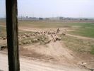 SHEEP HERD FOLLOWING A DONKEY.JPG