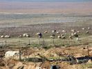 Sheep Herder near Rock (1).JPG