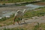 White Iraqi Camel.JPG